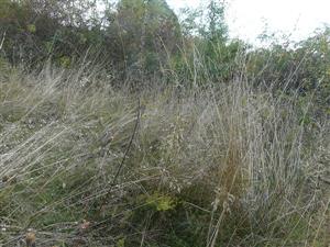 Pohľad na skúmanú plochu s Molinia caerulea, Briza media a Festuca rubra